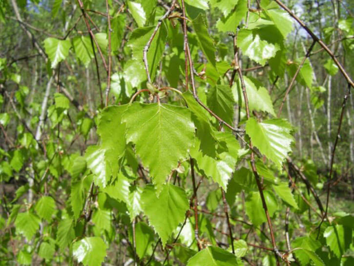 березовые листья в лечении суставов