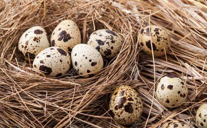 Как лечиться перепелиными яйцами