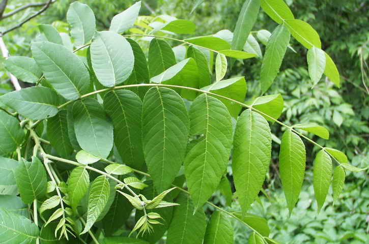 листья грецкого ореха