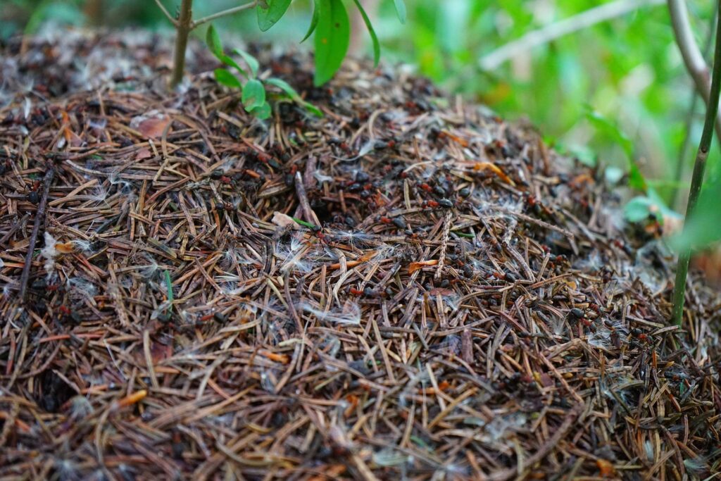 Лечение лесными муравьями